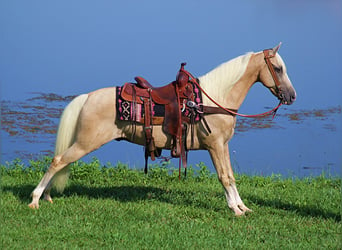 Kentucky Mountain Saddle Horse, Castrone, 13 Anni, 152 cm, Palomino