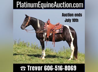 Kentucky Mountain Saddle Horse, Castrone, 14 Anni, 157 cm, Tobiano-tutti i colori