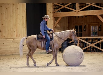 Kentucky Mountain Saddle Horse, Castrone, 14 Anni, Palomino