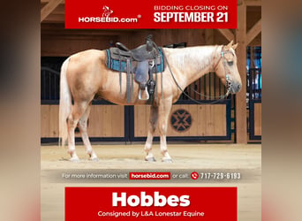 Kentucky Mountain Saddle Horse, Castrone, 14 Anni, Palomino