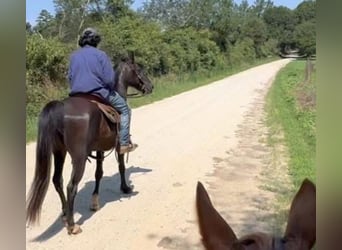 Kentucky Mountain Saddle Horse, Castrone, 16 Anni, 142 cm, Morello