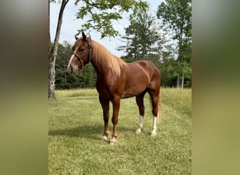 Kentucky Mountain Saddle Horse, Castrone, 4 Anni, 142 cm, Sauro ciliegia