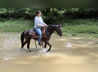 Kentucky Mountain Saddle Horse, Castrone, 5 Anni, 127 cm, Morello