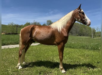 Kentucky Mountain Saddle Horse, Castrone, 5 Anni, 155 cm, Sauro ciliegia