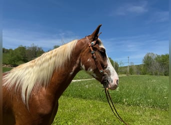 Kentucky Mountain Saddle Horse, Castrone, 5 Anni, 155 cm, Sauro ciliegia