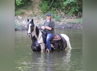 Kentucky Mountain Saddle Horse, Castrone, 5 Anni, 160 cm, Tobiano-tutti i colori