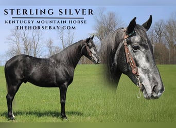 Kentucky Mountain Saddle Horse, Castrone, 5 Anni, Grigio