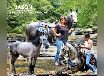 Kentucky Mountain Saddle Horse, Castrone, 6 Anni, 142 cm, Grigio