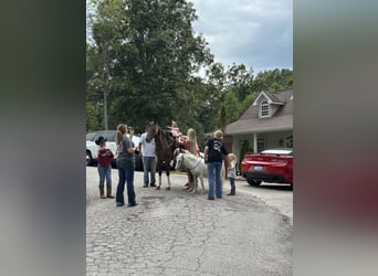 Kentucky Mountain Saddle Horse, Castrone, 6 Anni, 147 cm, Champagne