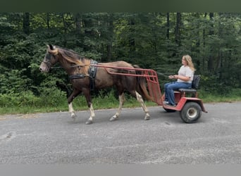 Kentucky Mountain Saddle Horse, Castrone, 6 Anni, 147 cm, Champagne