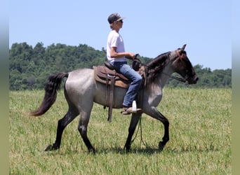 Kentucky Mountain Saddle Horse, Castrone, 6 Anni, 147 cm, Roano blu