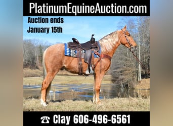 Kentucky Mountain Saddle Horse, Castrone, 6 Anni, 152 cm, Palomino