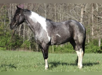 Kentucky Mountain Saddle Horse, Castrone, 7 Anni, 142 cm, Roano blu