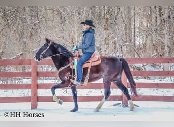 Kentucky Mountain Saddle Horse, Castrone, 7 Anni, 152 cm, Morello