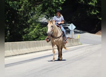 Kentucky Mountain Saddle Horse, Castrone, 7 Anni, 160 cm, Champagne