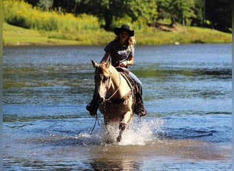 Kentucky Mountain Saddle Horse, Castrone, 7 Anni, 160 cm, Champagne