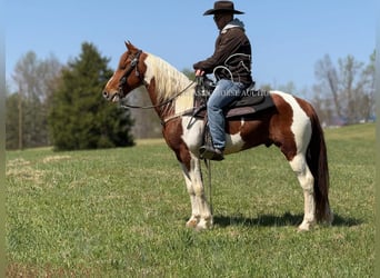 Kentucky Mountain Saddle Horse, Castrone, 8 Anni, 142 cm, Tobiano-tutti i colori