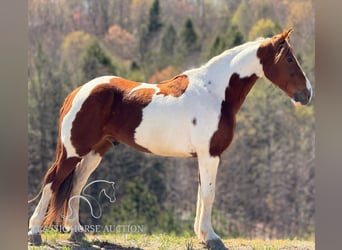 Kentucky Mountain Saddle Horse, Castrone, 8 Anni, 142 cm, Tobiano-tutti i colori