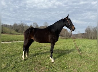 Kentucky Mountain Saddle Horse, Castrone, 8 Anni, 152 cm, Baio ciliegia