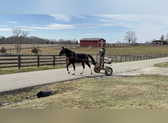 Kentucky Mountain Saddle Horse, Castrone, 8 Anni, 152 cm, Baio ciliegia