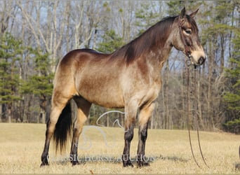 Kentucky Mountain Saddle Horse, Castrone, 8 Anni, 152 cm, Pelle di daino