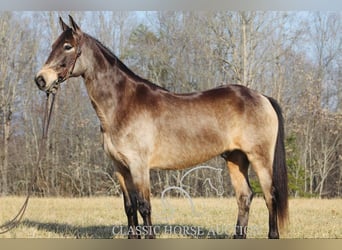 Kentucky Mountain Saddle Horse, Castrone, 8 Anni, 152 cm, Pelle di daino