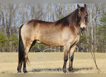 Kentucky Mountain Saddle Horse, Castrone, 8 Anni, 152 cm, Pelle di daino