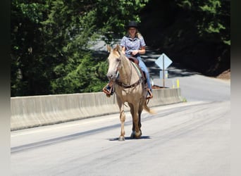 Kentucky Mountain Saddle Horse, Castrone, 8 Anni, 160 cm, Champagne