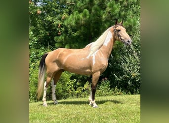 Kentucky Mountain Saddle Horse, Castrone, 9 Anni, 142 cm, Pelle di daino