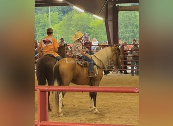 Kentucky Mountain Saddle Horse, Castrone, 9 Anni, 142 cm, Pelle di daino