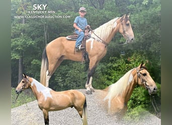 Kentucky Mountain Saddle Horse, Castrone, 9 Anni, 142 cm, Pelle di daino