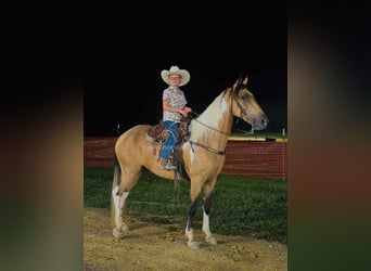 Kentucky Mountain Saddle Horse, Castrone, 9 Anni, 142 cm, Pelle di daino