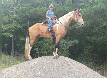 Kentucky Mountain Saddle Horse, Castrone, 9 Anni, 142 cm, Pelle di daino