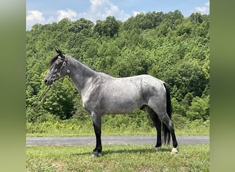 Kentucky Mountain Saddle Horse, Gelding, 10 years, 14 hh, Roan-Blue