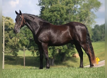 Kentucky Mountain Saddle Horse, Wallach, 10 Jahre, 15,1 hh, Rappe