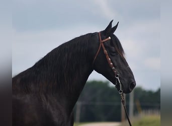 Kentucky Mountain Saddle Horse, Wallach, 10 Jahre, 15,1 hh, Rappe