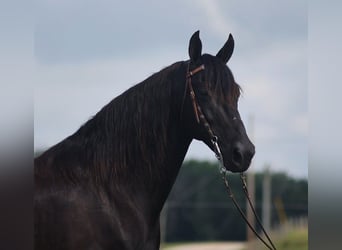 Kentucky Mountain Saddle Horse, Gelding, 10 years, 15.1 hh, Black