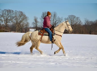 Kentucky Mountain Saddle Horse, Gelding, 10 years, 15.1 hh, Palomino