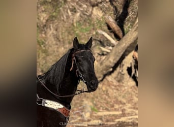 Kentucky Mountain Saddle Horse, Gelding, 10 years, 15 hh, Black