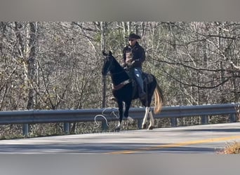 Kentucky Mountain Saddle Horse, Gelding, 10 years, 15 hh, Black