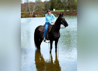 Kentucky Mountain Saddle Horse, Gelding, 10 years, 15 hh, Black