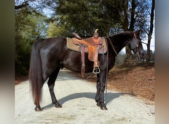 Kentucky Mountain Saddle Horse, Gelding, 10 years, 15 hh, Black