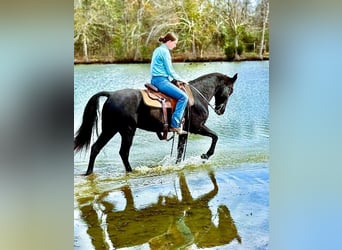 Kentucky Mountain Saddle Horse, Gelding, 10 years, 15 hh, Black