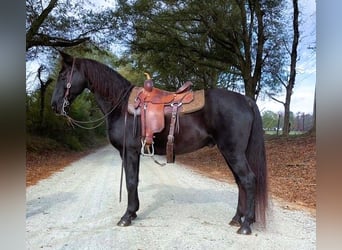 Kentucky Mountain Saddle Horse, Gelding, 10 years, 15 hh, Black