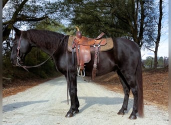 Kentucky Mountain Saddle Horse, Gelding, 10 years, 15 hh, Black