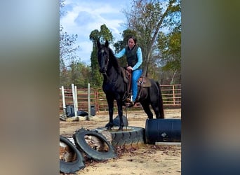 Kentucky Mountain Saddle Horse, Gelding, 10 years, 15 hh, Black