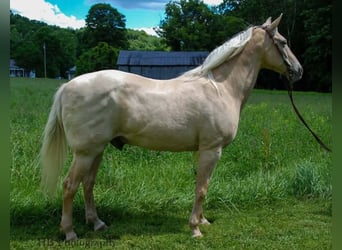 Kentucky Mountain Saddle Horse, Gelding, 10 years, 16 hh, Palomino