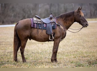 Kentucky Mountain Saddle Horse, Gelding, 10 years, Brown