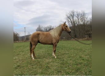 Kentucky Mountain Saddle Horse, Gelding, 11 years, 13,2 hh, Palomino