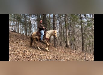 Kentucky Mountain Saddle Horse, Gelding, 11 years, 13,2 hh, Palomino